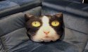 Poduszka koty L - PANDA